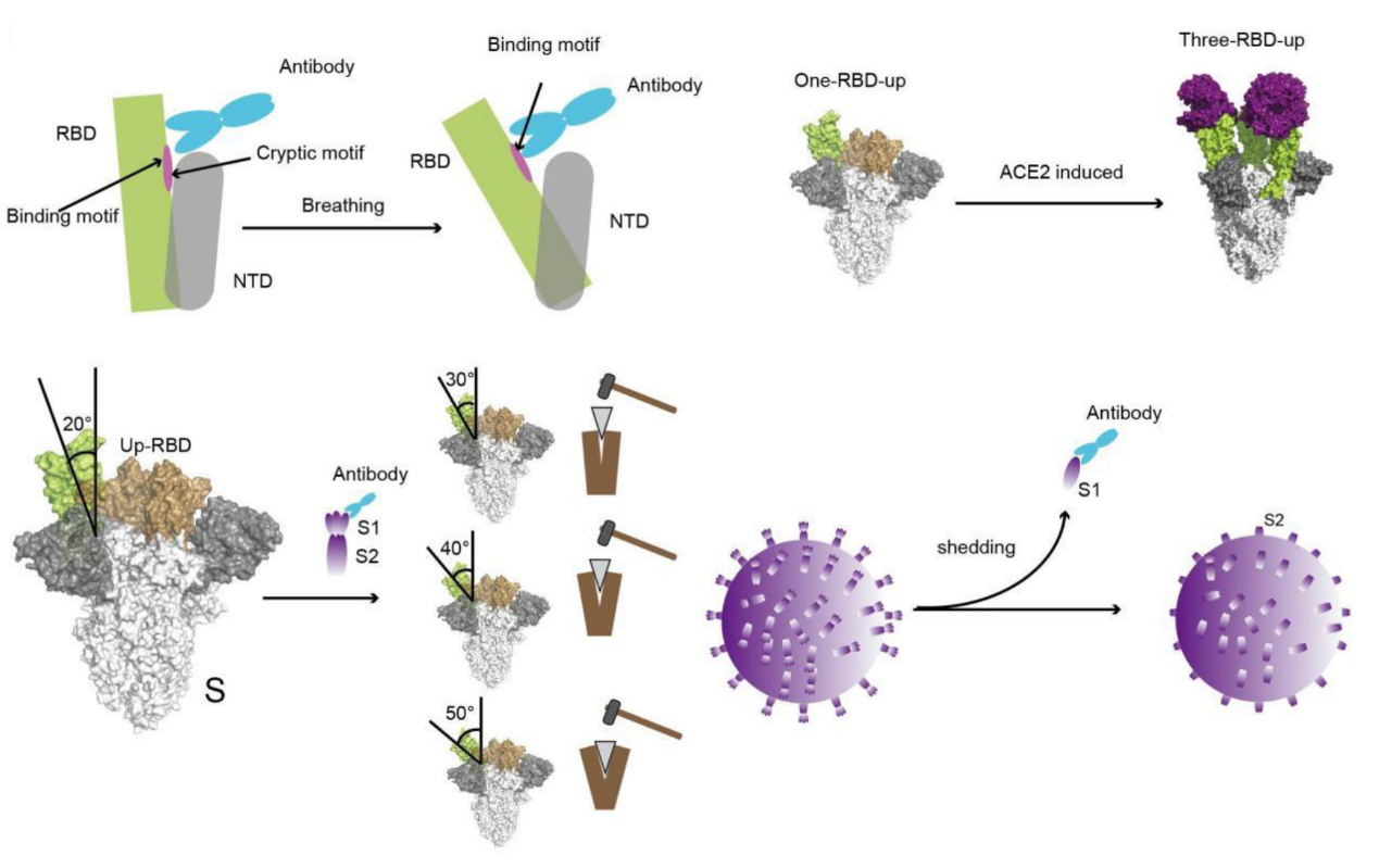 Scientists identify a de novo RBD-8 antibody rescuing the immune-evaded antibody against SARS-CoV-2 variants or sarbecoviruses