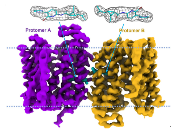 Scientists made progress in the insights into the structure and function of EfpA: a lipid transporter in Mycobacterium tuberculosis