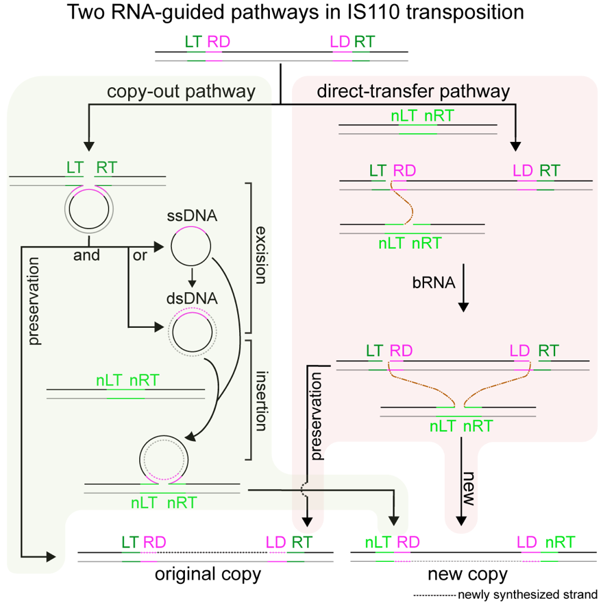 Researchers Advance Understanding of RNA-Guided Transposon Mechanics
